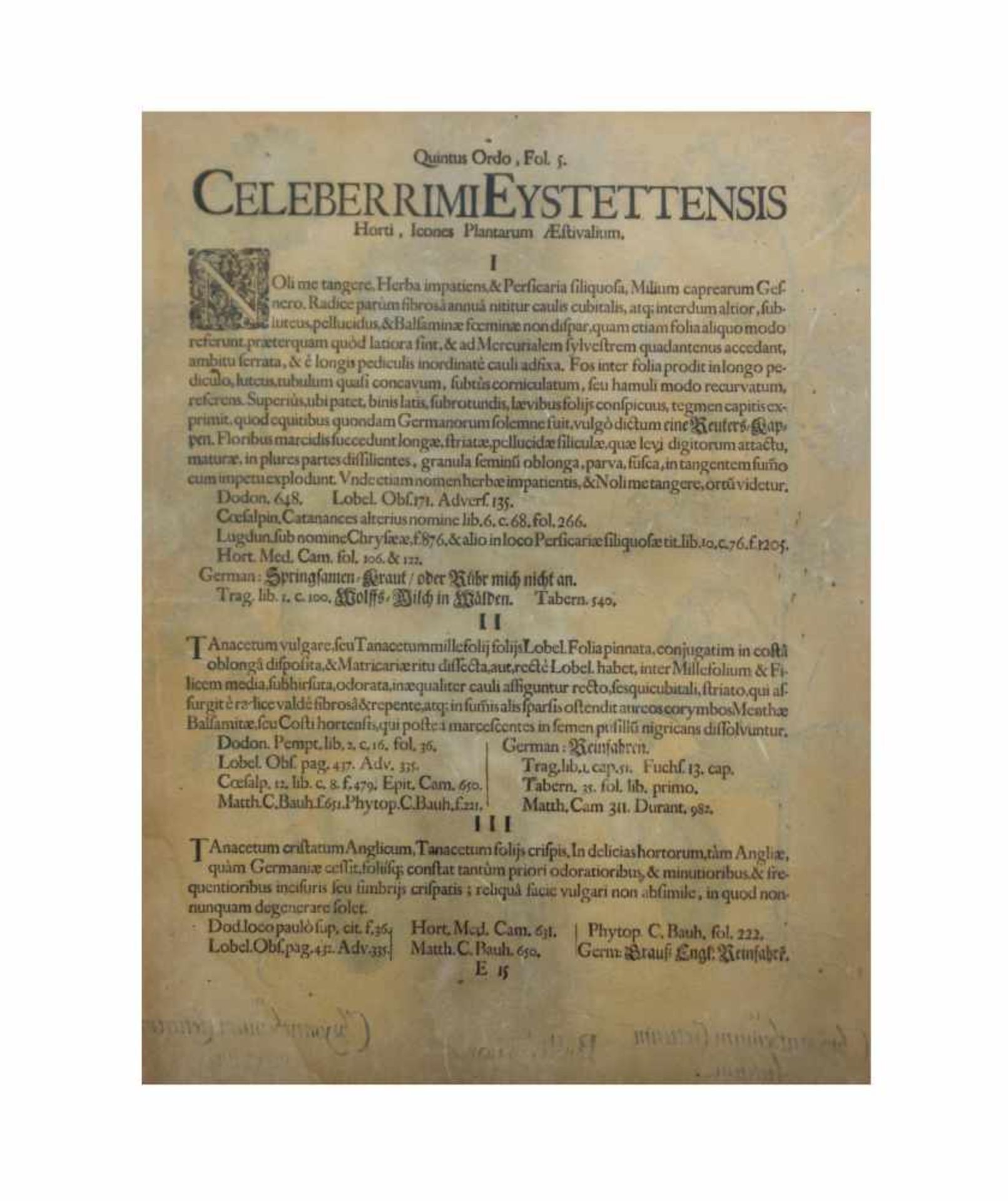 Basilius Besler (1561 Nürnberg - 1629 ebenda) Paar Kupferstiche, 'Celeberrimi Eystettensis', Quintus - Image 4 of 4