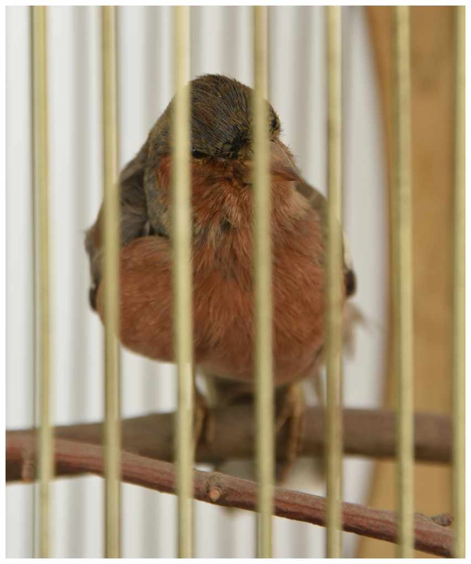 VOGELBAUER MIT SINGVOGEL, Holz/Schmiedeeisen, um 1885 Holzkäfig mit einem auf einer Holzstange - Image 3 of 8