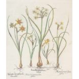 BASILIUS BESLER, Narcissus maior Iunci, Auszug aus dem Hortus Eystettensis, Kupferstich,