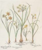 BASILIUS BESLER, Narcissus maior Iunci, Auszug aus dem Hortus Eystettensis, Kupferstich,