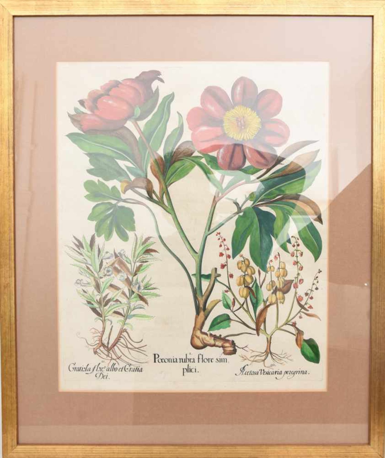 BASILIUS BESLER, Poeonia rubra flore sim, Auszug aus dem Hortus Eystettensis, Kupferstich, - Image 4 of 4