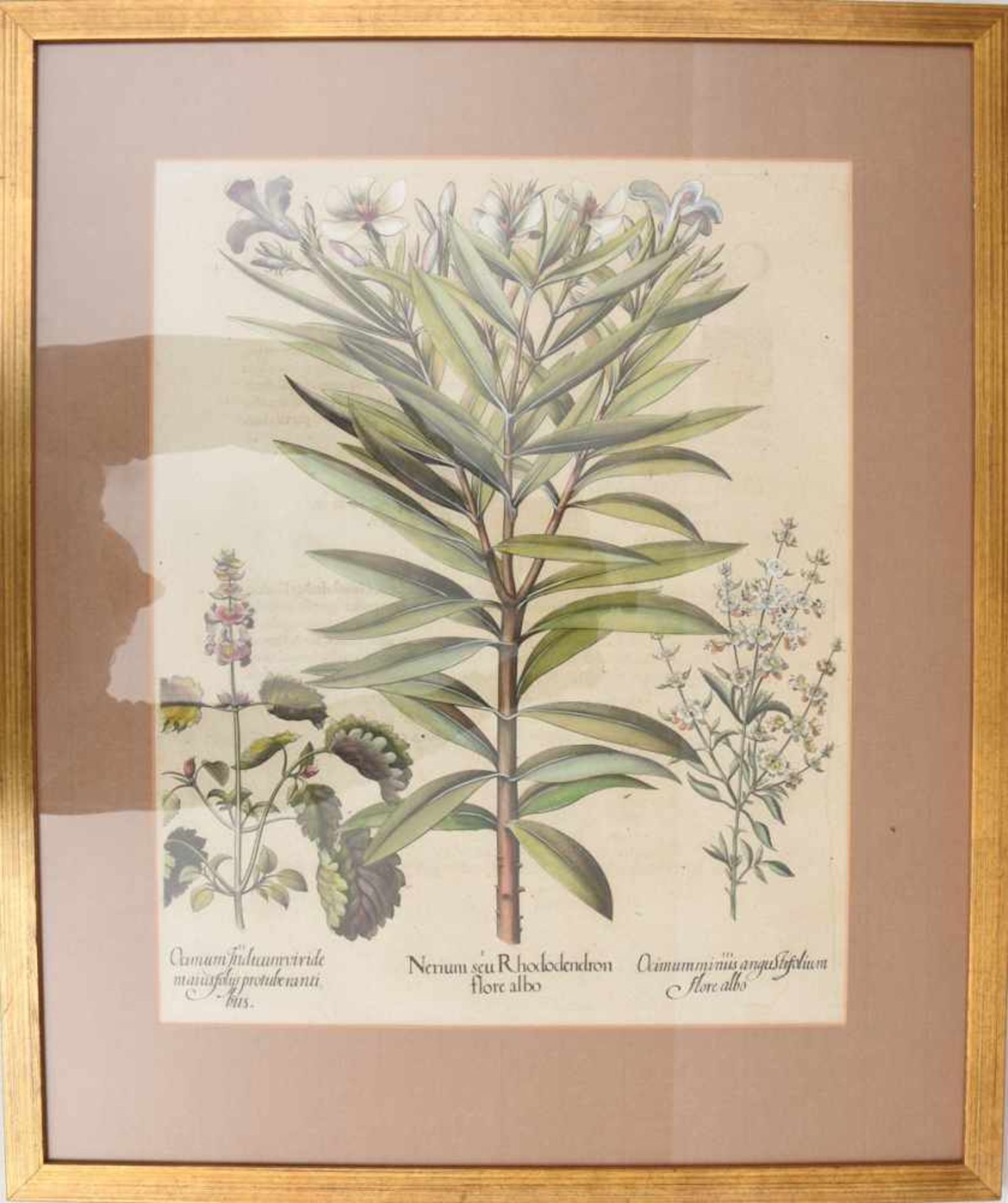 BASILIUS BESLER, Nerium seu Rhododendron, Auszug aus dem Hortus Eystettensis, Kupferstich, - Image 3 of 3
