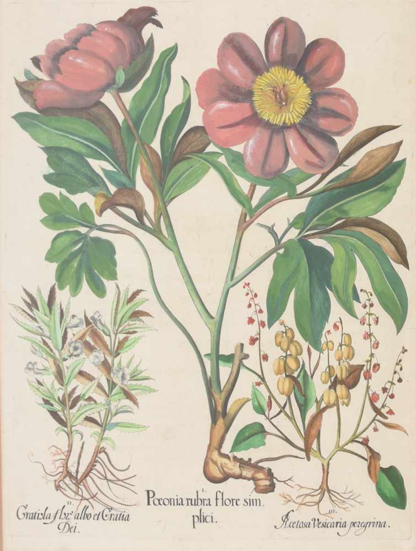 BASILIUS BESLER, Poeonia rubra flore sim, Auszug aus dem Hortus Eystettensis, Kupferstich, - Bild 2 aus 4