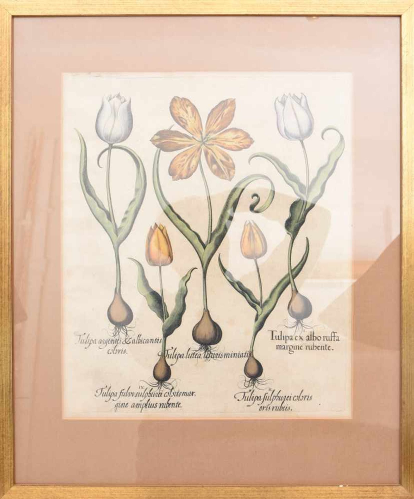 BASILIUS BESLER, Tulipea Lutea, Auszug aus dem Hortus Eystettensis, Kupferstich, Alterkoloriert, 17.