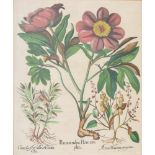 BASILIUS BESLER, Poeonia rubra flore sim, Auszug aus dem Hortus Eystettensis, Kupferstich,
