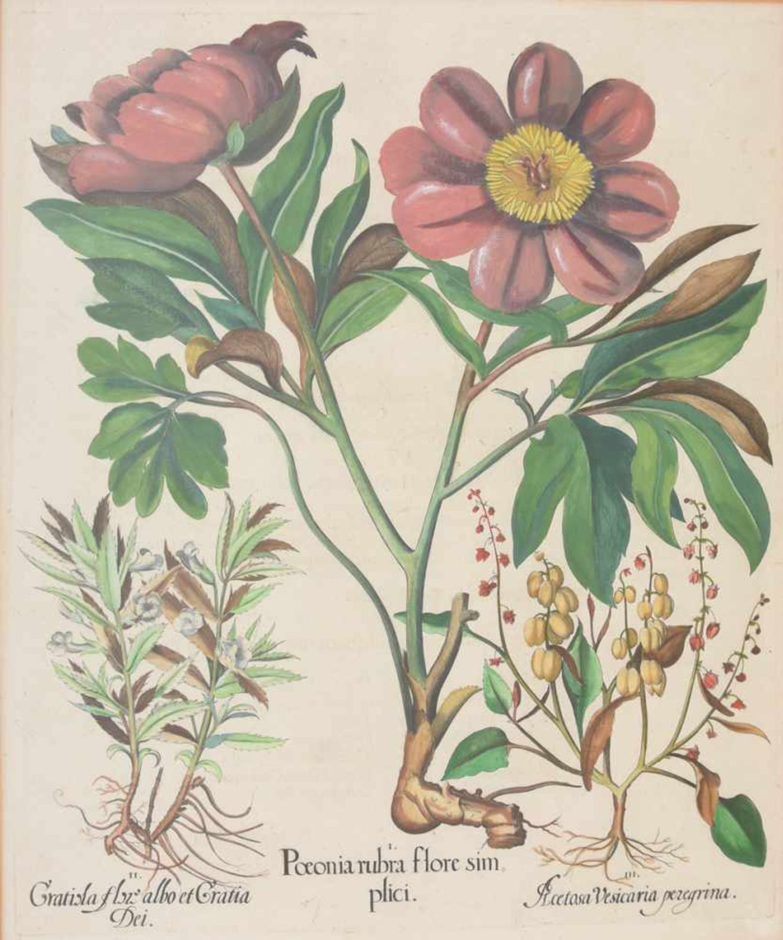 BASILIUS BESLER, Poeonia rubra flore sim, Auszug aus dem Hortus Eystettensis, Kupferstich,