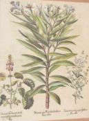 BASILIUS BESLER, Nerium seu Rhododendron, Auszug aus dem Hortus Eystettensis, Kupferstich,