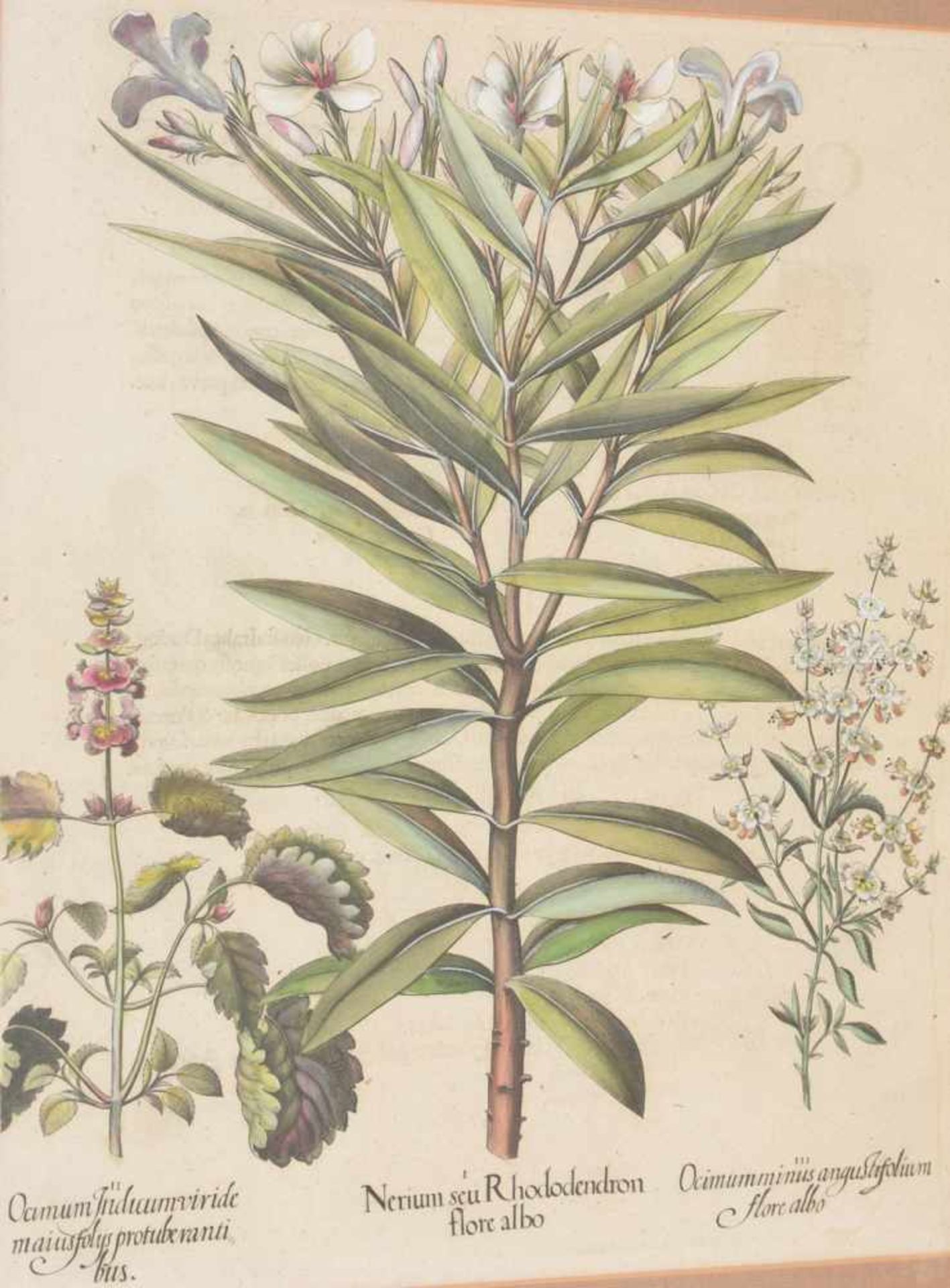 BASILIUS BESLER, Nerium seu Rhododendron, Auszug aus dem Hortus Eystettensis, Kupferstich,