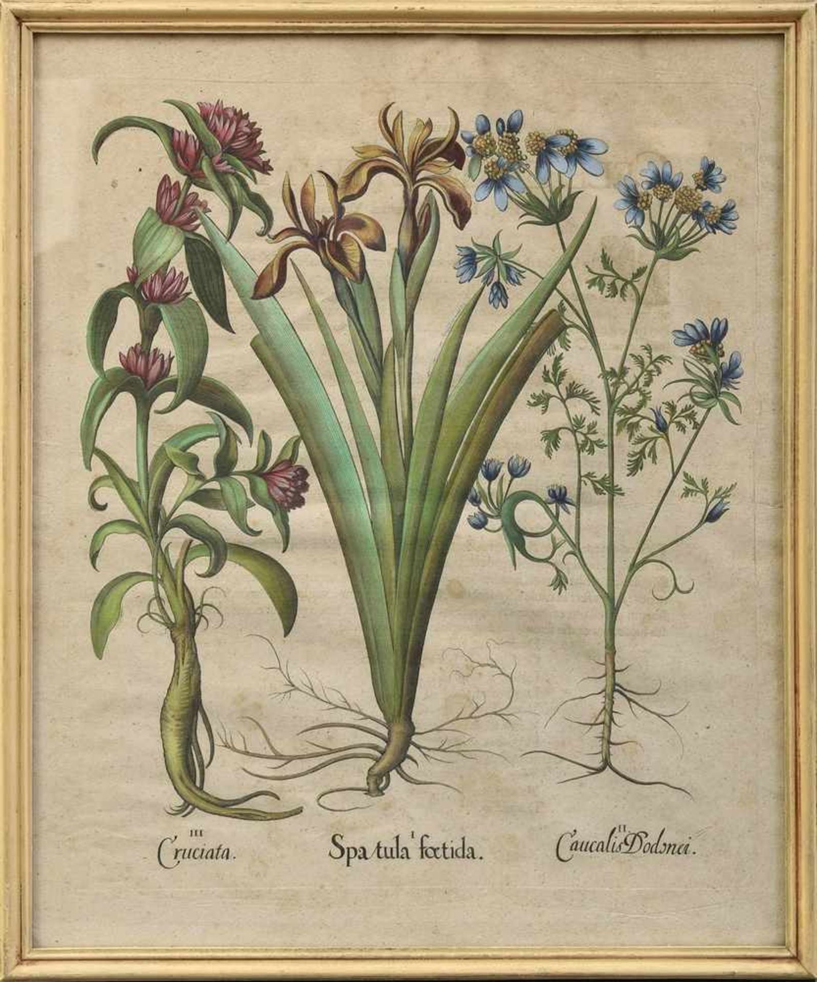 2 Besler, Basilius (1561-1629) "Spatula foetida" und "Tulipa" aus "Hortus Eystettensis von 1613, - Bild 2 aus 2