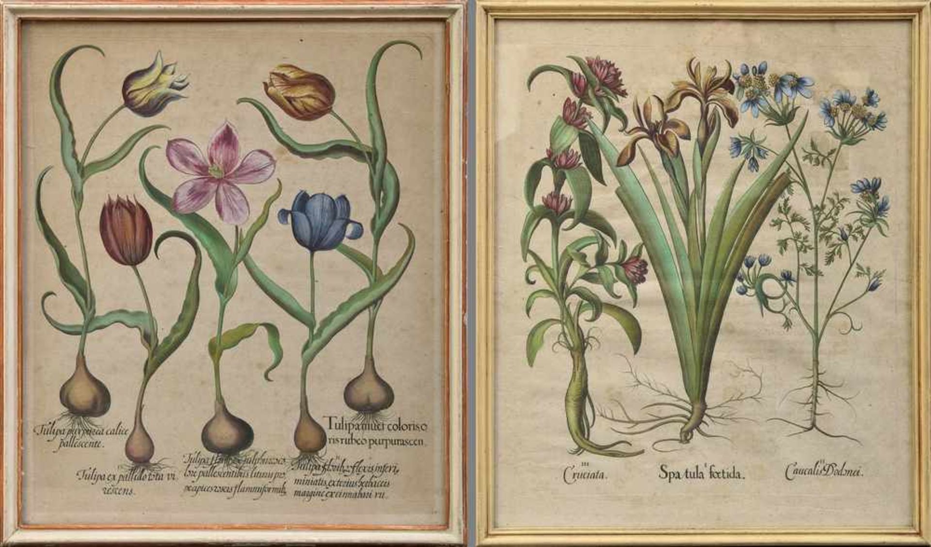 2 Besler, Basilius (1561-1629) "Spatula foetida" und "Tulipa" aus "Hortus Eystettensis von 1613,
