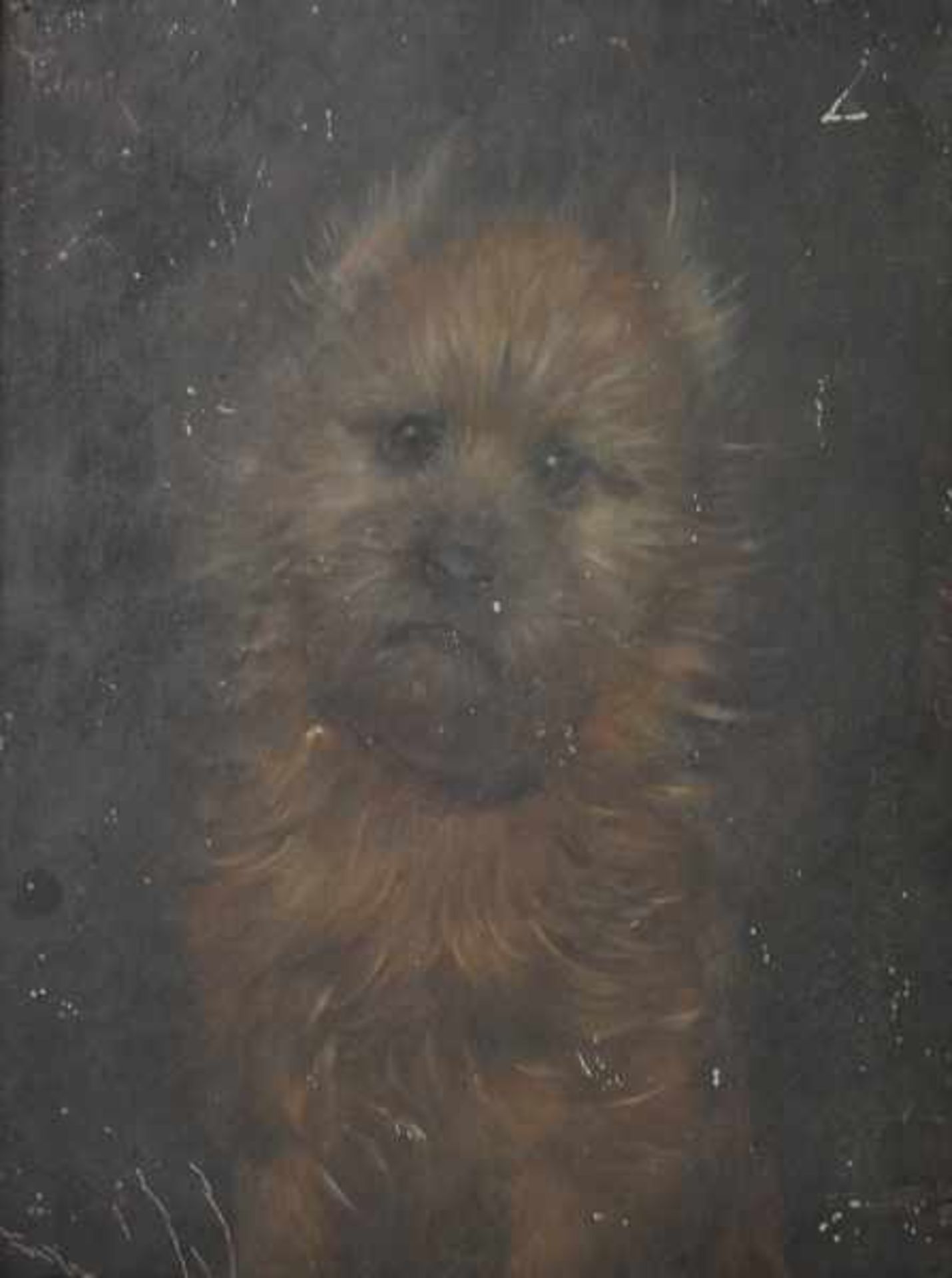 FLOCK (England 19./20.Jh.) "Hundewelpe" mit braunem flauschigem Fell, Öl auf Malkarton, links oben