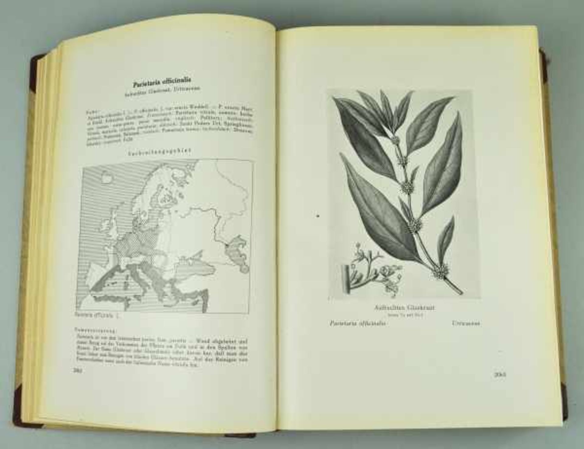 HEILMITTEL Madaus, Gerhard: "Lehrbuch der biologischen Heilmittel", in 3 Bänden plus Registerband, - Bild 7 aus 8