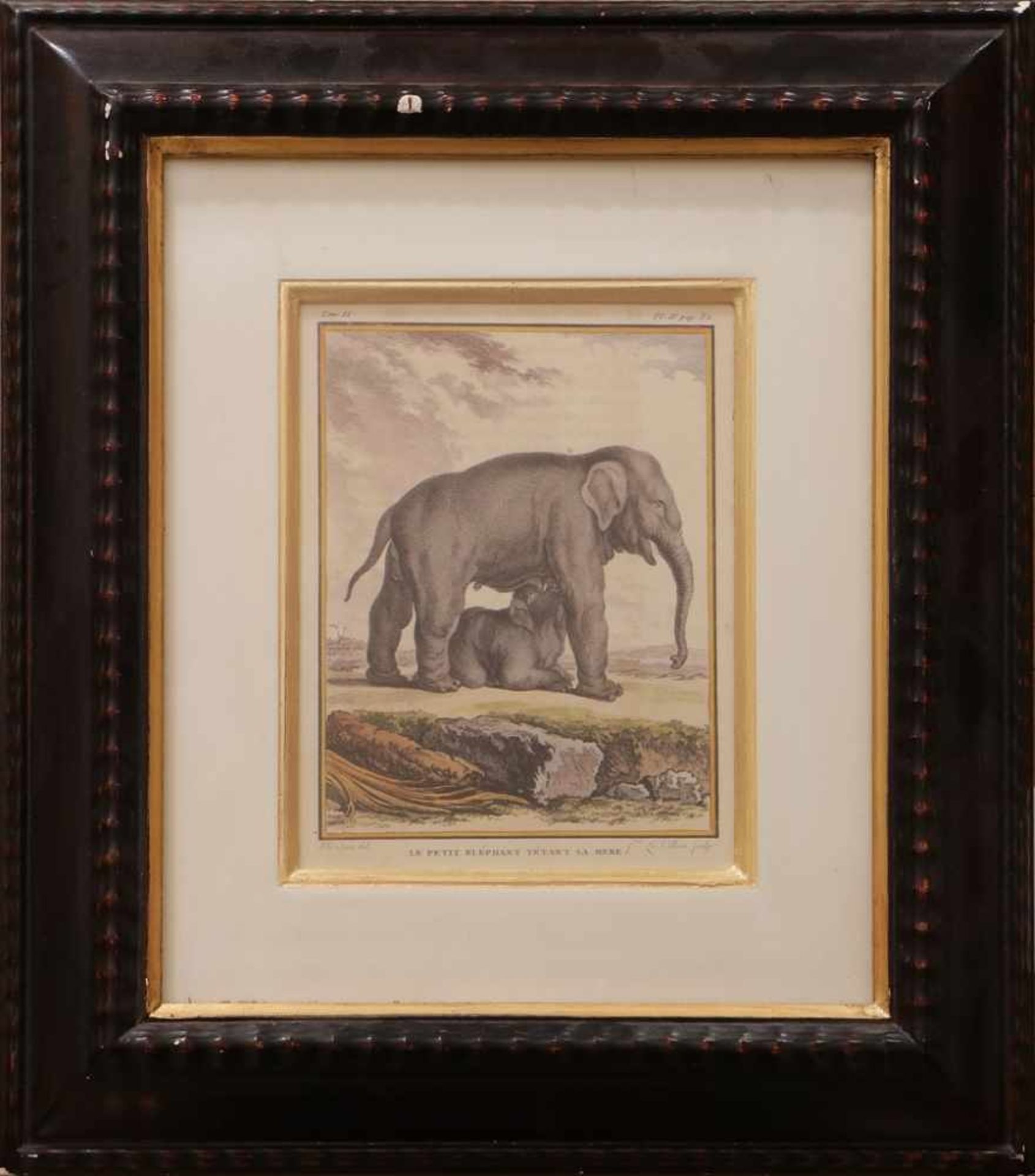 Nach JACQUES DE SEVE (1742-1788) Farblithographie, ¨Zwei Elefanten¨, aus: ¨Histoire