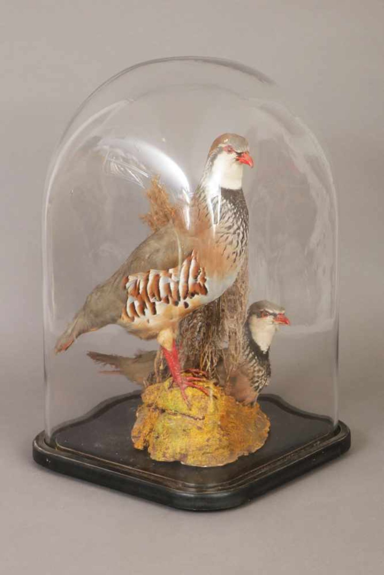 Schaukasten/Diorama ¨2 Rebhühner in naturalistischer Umgebung (mit Geäst)¨ auf schwarzem Holzstand