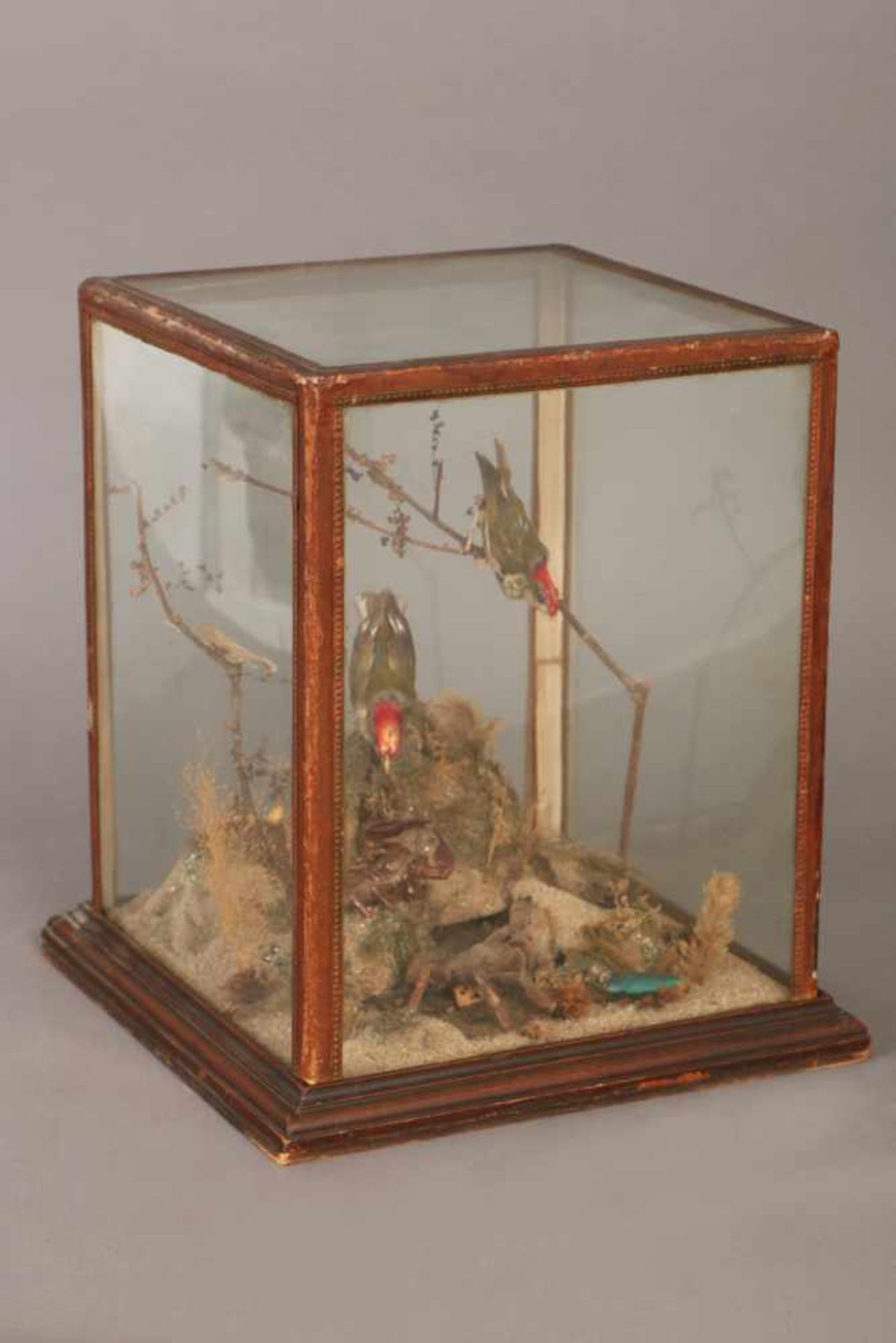 Diorama mit Anzahl Vögeln und Insekten (Spinnen, Insekten, Käfer)mit naturalistischer Kulisse aus