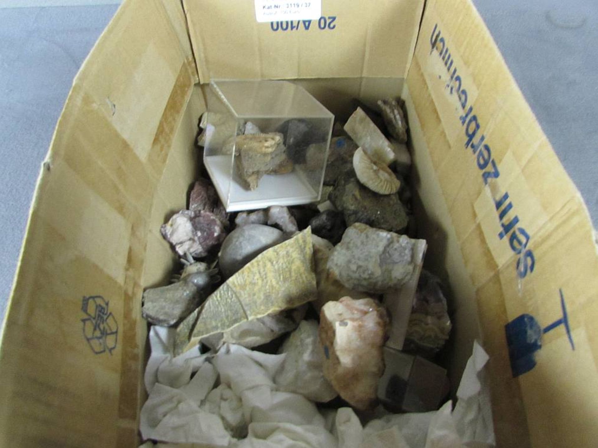 Konvolut Versteinerungen Fossilien sehr selten Stücke anbei unsortiert und ungeprüft - Bild 3 aus 3