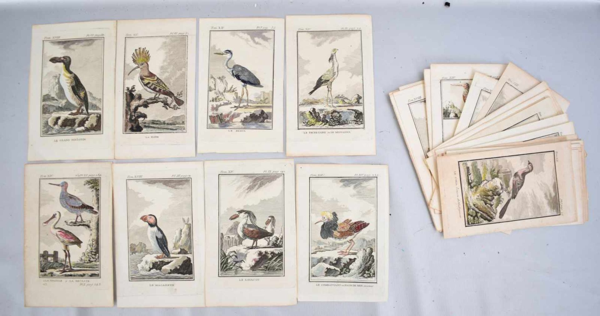Konvolut 40 Kupferstiche Vogelmotive, coloriert, 12 X 18 cm, ohne Rahmen, um 1800