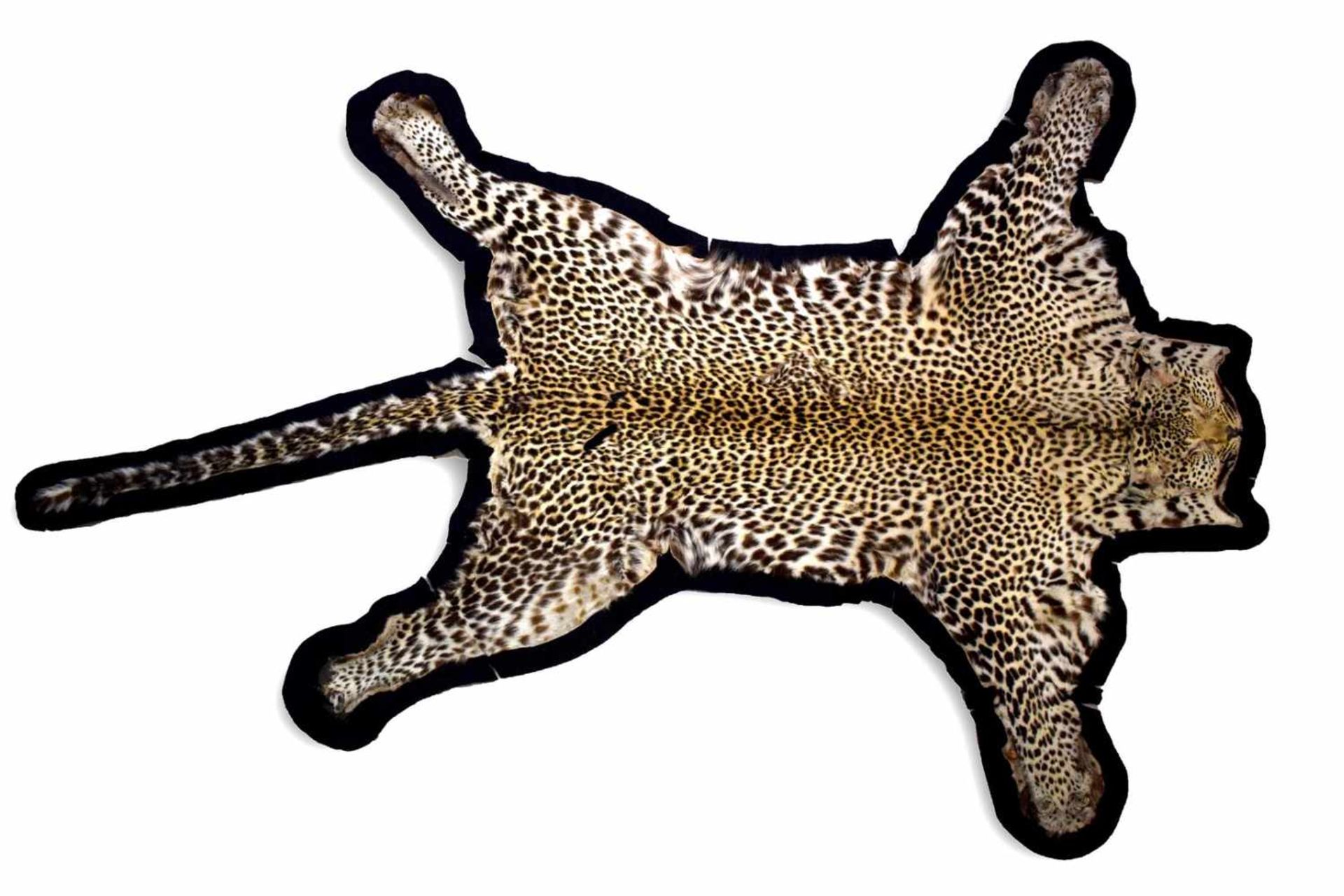 Leopardenfellpräpariertes Leopardenfell, L 195 cm