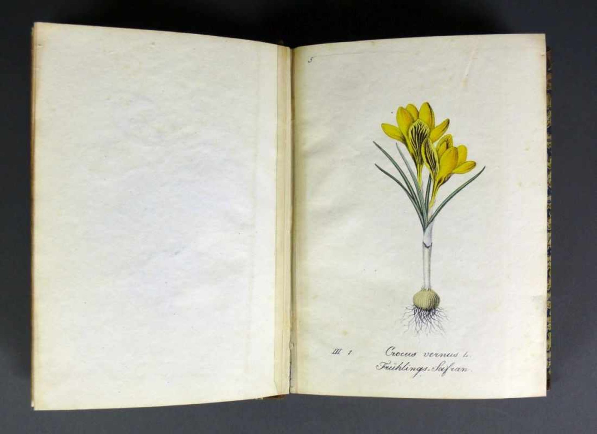 Labram-Zierpflanzen Sammlung von Zierpflanzen nach der Natur gezeichnet und colorirt von J.D. - Image 4 of 7