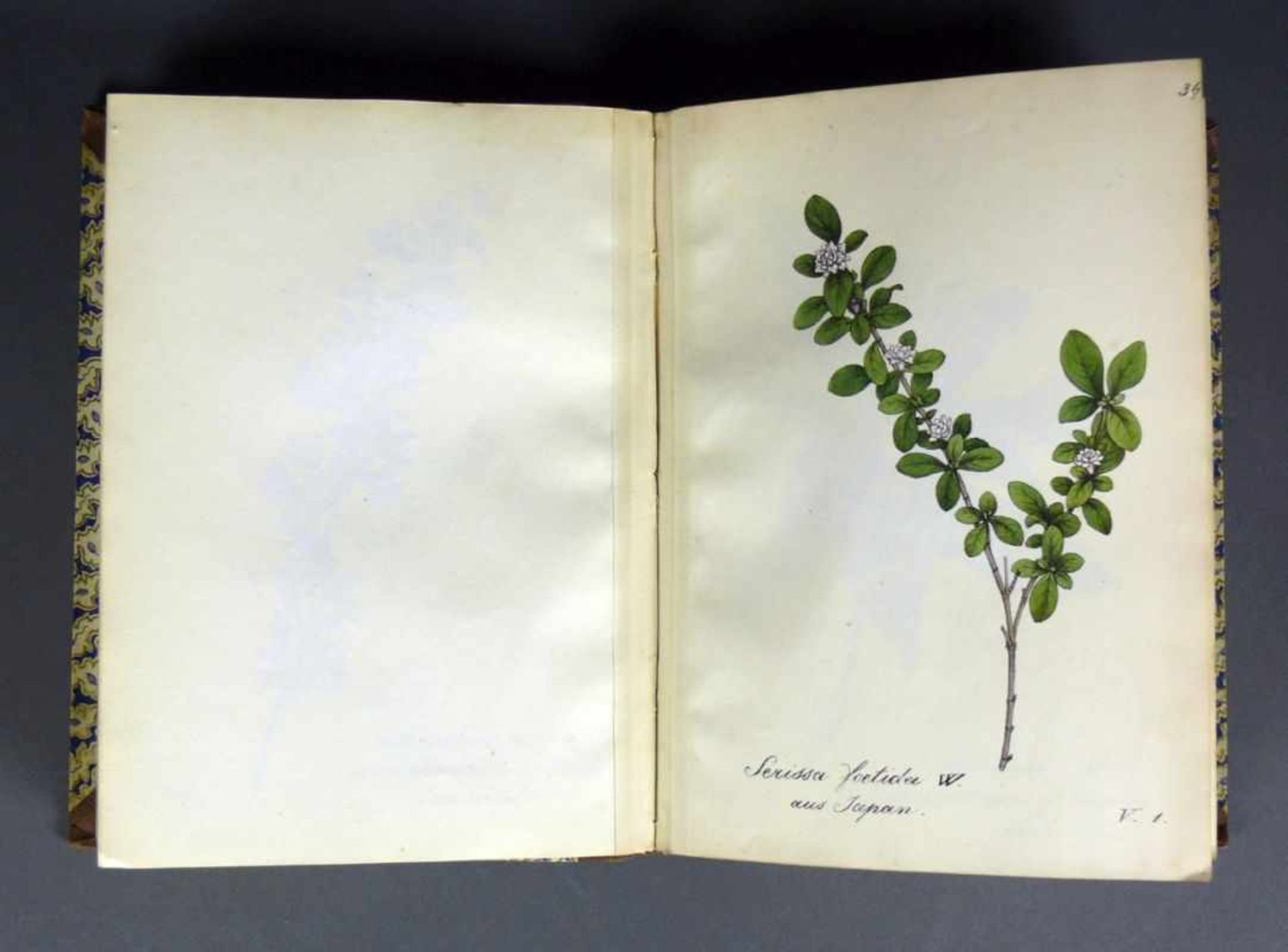 Labram-Zierpflanzen Sammlung von Zierpflanzen nach der Natur gezeichnet und colorirt von J.D. - Image 6 of 7