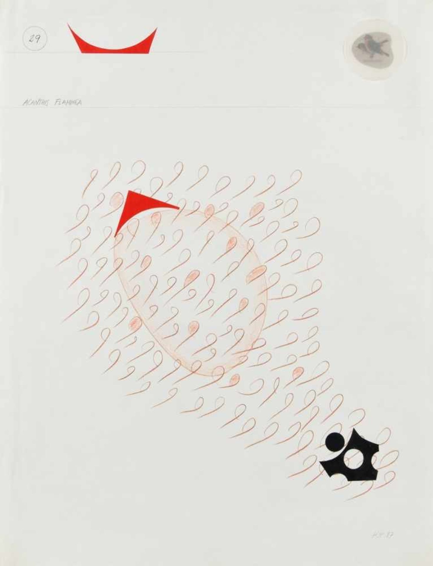 HERMANN JOSEF PAINITZ (1938 WIEN) ACANTHIS FLAMMEA, 1987 Buntstift, Collage auf Papier, 65 x 49,5 cm