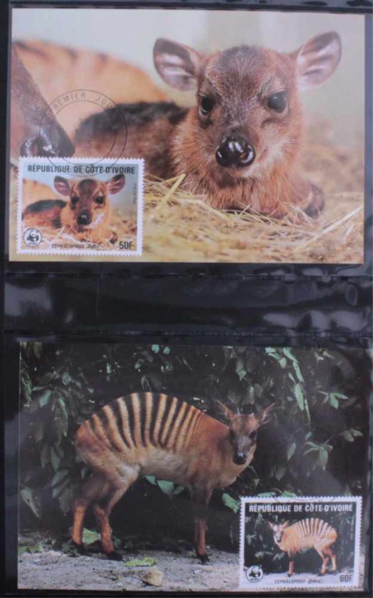 WWF Sammlung in 6 AlbenMünzen, Briefmarken und Einlegeblätter wie im Abobezogen. Insgesamt 21 - Bild 4 aus 6