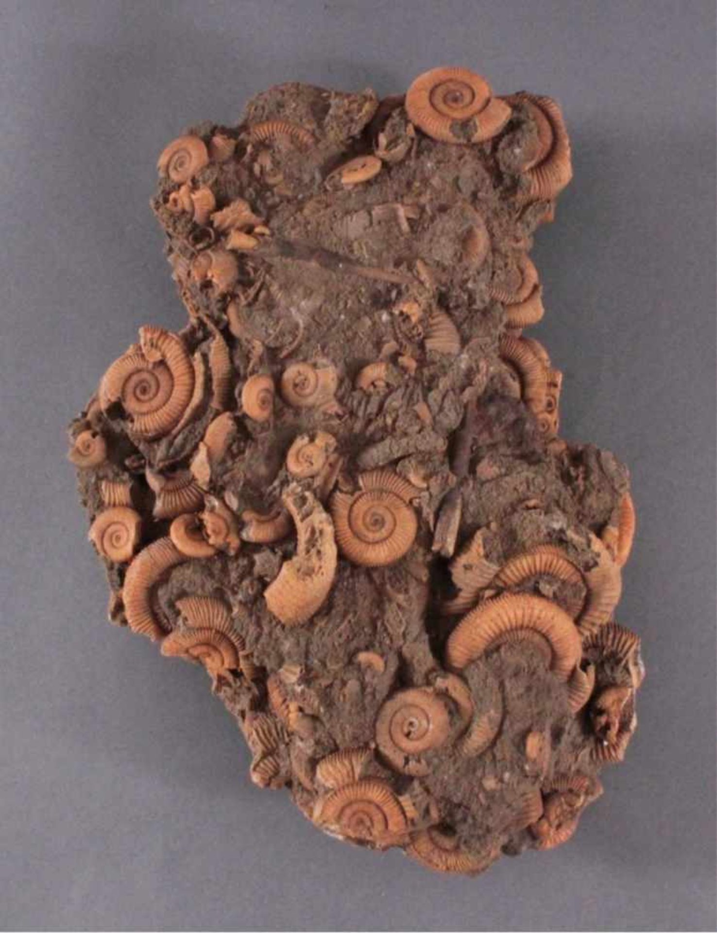 Großes Fossil mit AmonitenActylioceras athleticum Ammonit Fossilien-Brocken,ca. 10 x 35 x 24 cm, 7,