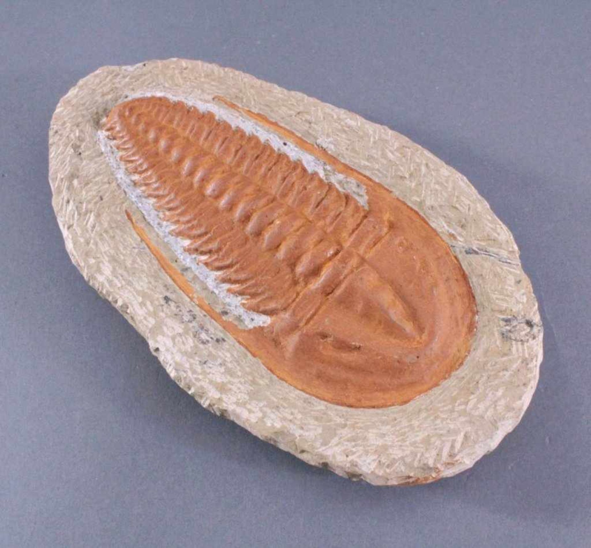 Trilobit in MuttergesteinCa. 400 Millionen Jahre, ca.4 x 22 x 13 cm, 1,4 kg