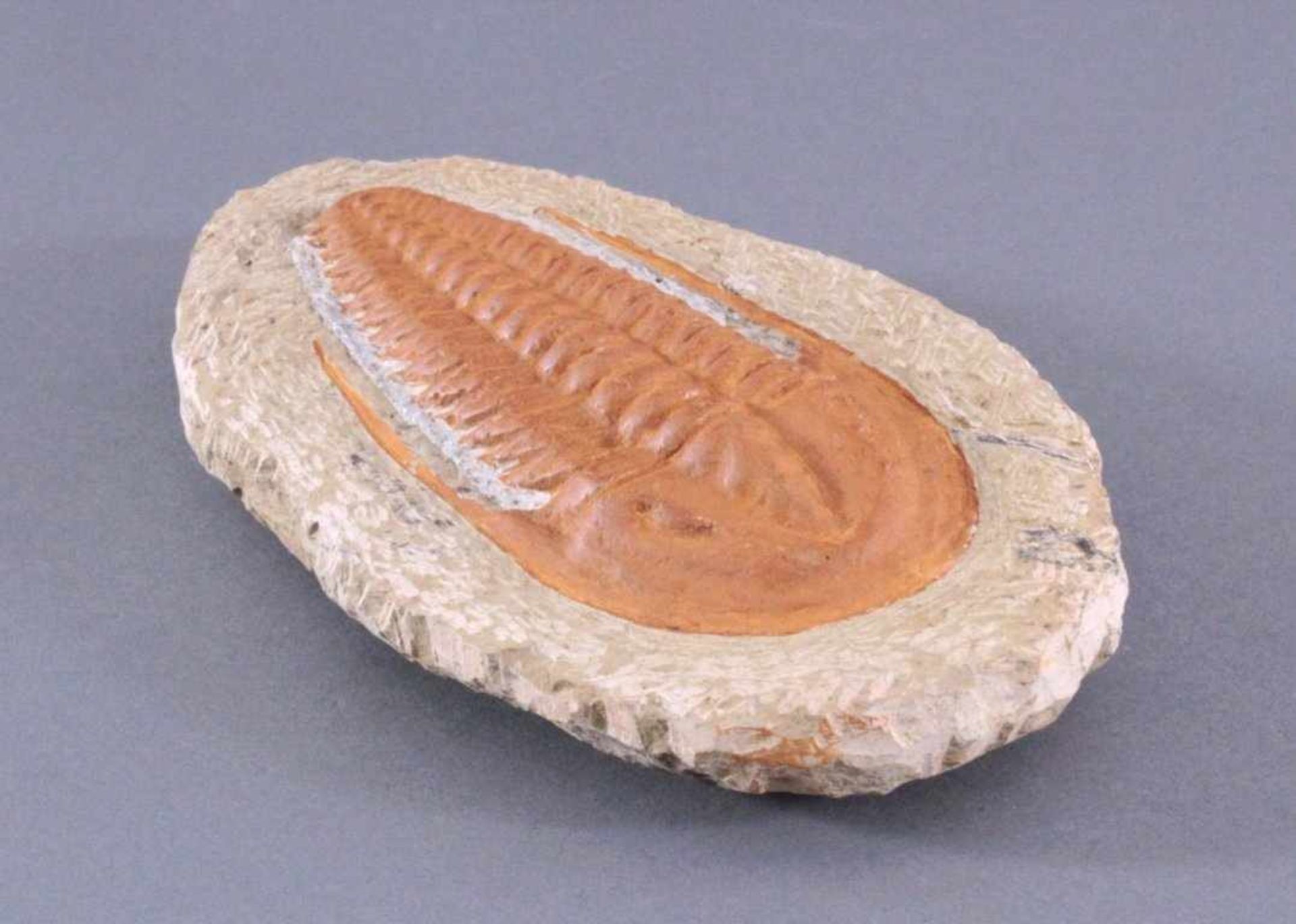 Trilobit in MuttergesteinCa. 400 Millionen Jahre, ca.4 x 22 x 13 cm, 1,4 kg - Image 4 of 5