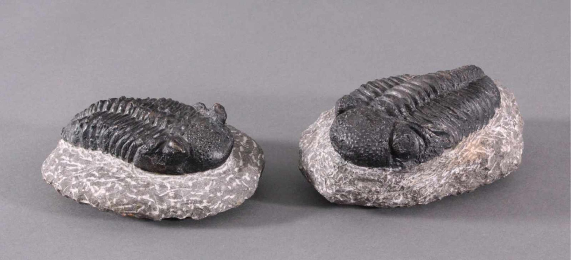 Trilobiten, GliederfüßlerCa. 360-410 Millionen Jahre, ca. Größe ohne den Stein 3,5 x13 x 8 cm und