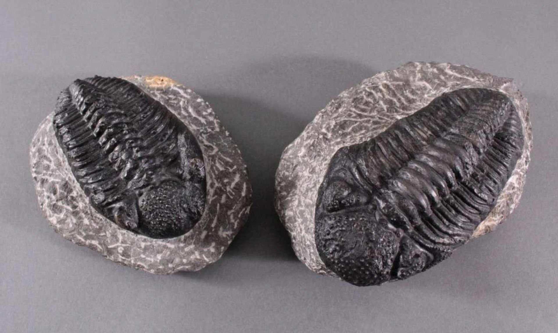 Trilobiten, GliederfüßlerCa. 360-410 Millionen Jahre, ca. Größe ohne den Stein 3,5 x13 x 8 cm und - Image 3 of 4