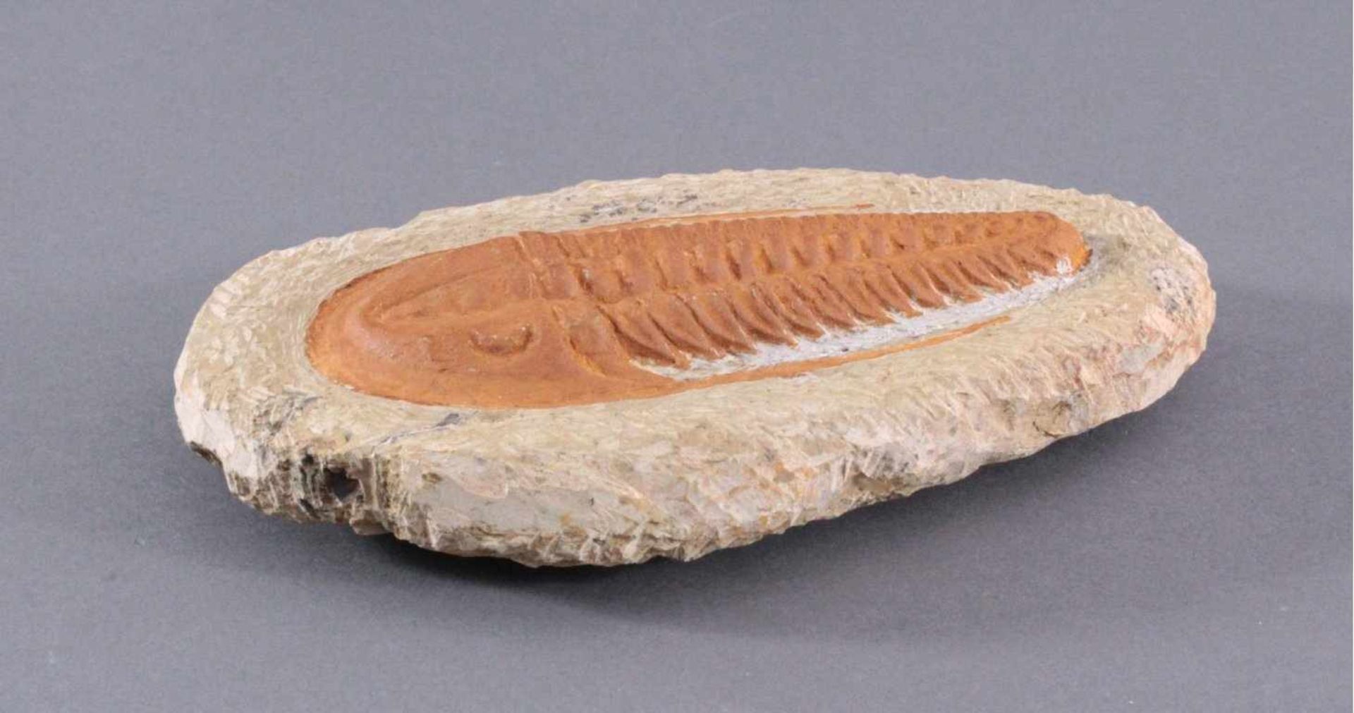 Trilobit in MuttergesteinCa. 400 Millionen Jahre, ca.4 x 22 x 13 cm, 1,4 kg - Bild 2 aus 5