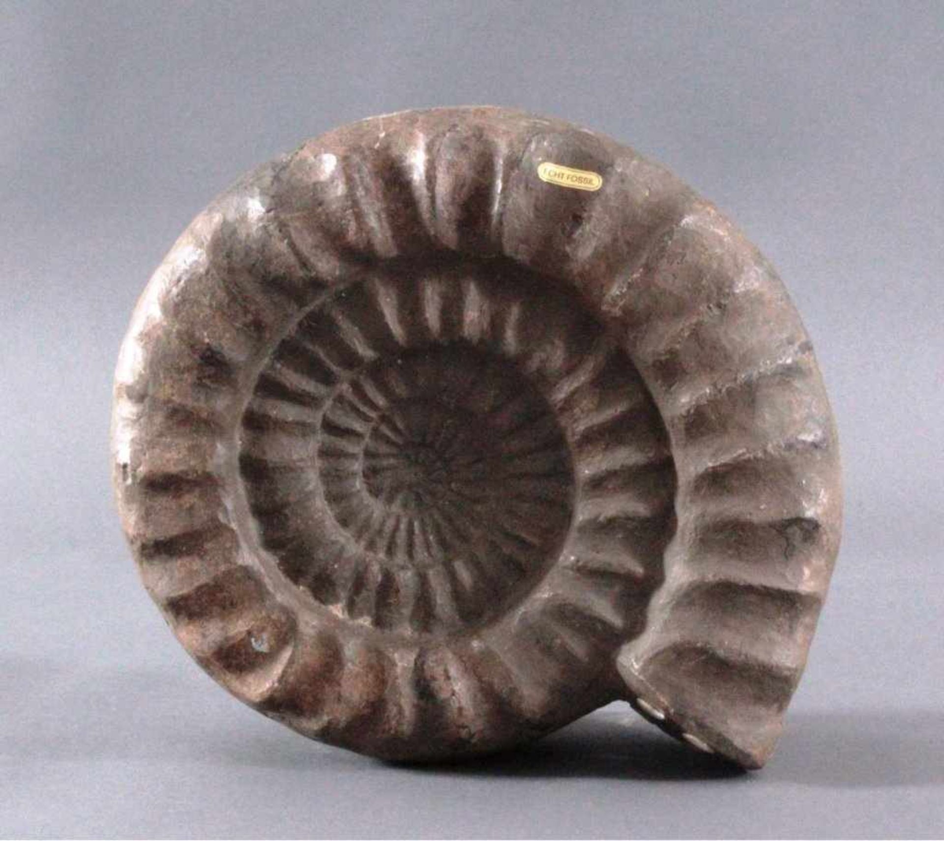 Sehr großer Ammonit, Durchmesser 33 cm, Museal, ArietitesMineral: Dogger, Schwäb. Jura, ca. 150