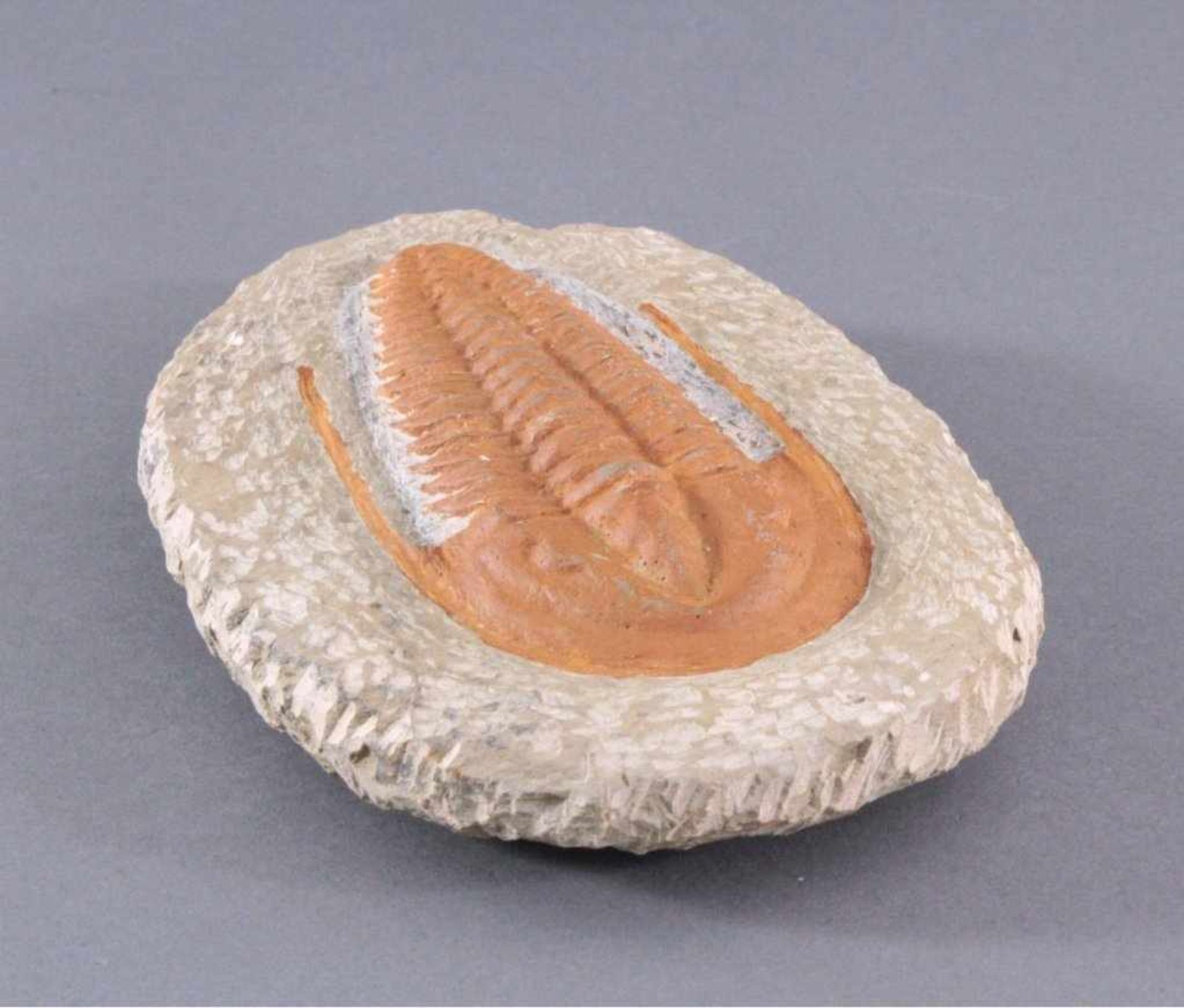 Trilobit in MuttergesteinCa. 400 Millionen Jahre, ca.4 x 22 x 14 cm, 1,65 kg - Bild 2 aus 4