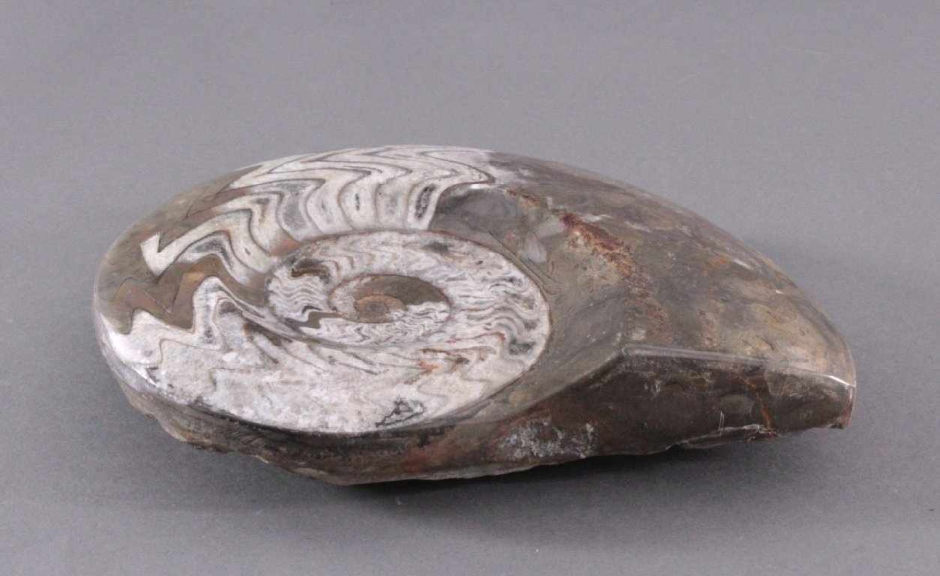 Großer Ammonit, geschliffen und poliertCa. 105 Millionen Jahre, ca. 5,5 x 24 x 18,5 cm, 2,8 kg. - Bild 2 aus 4