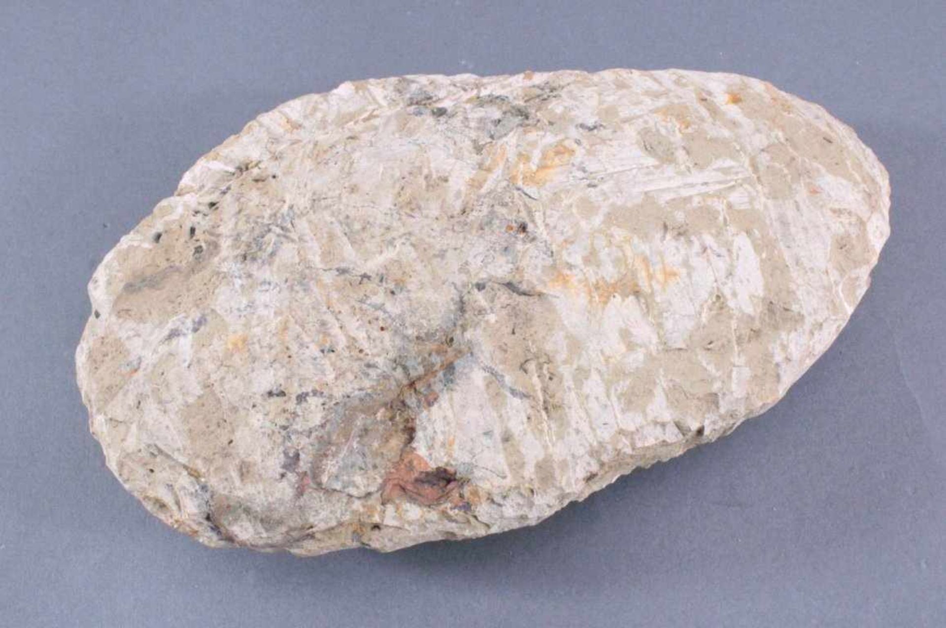 Trilobit in MuttergesteinCa. 400 Millionen Jahre, ca.4 x 22 x 13 cm, 1,4 kg - Bild 5 aus 5