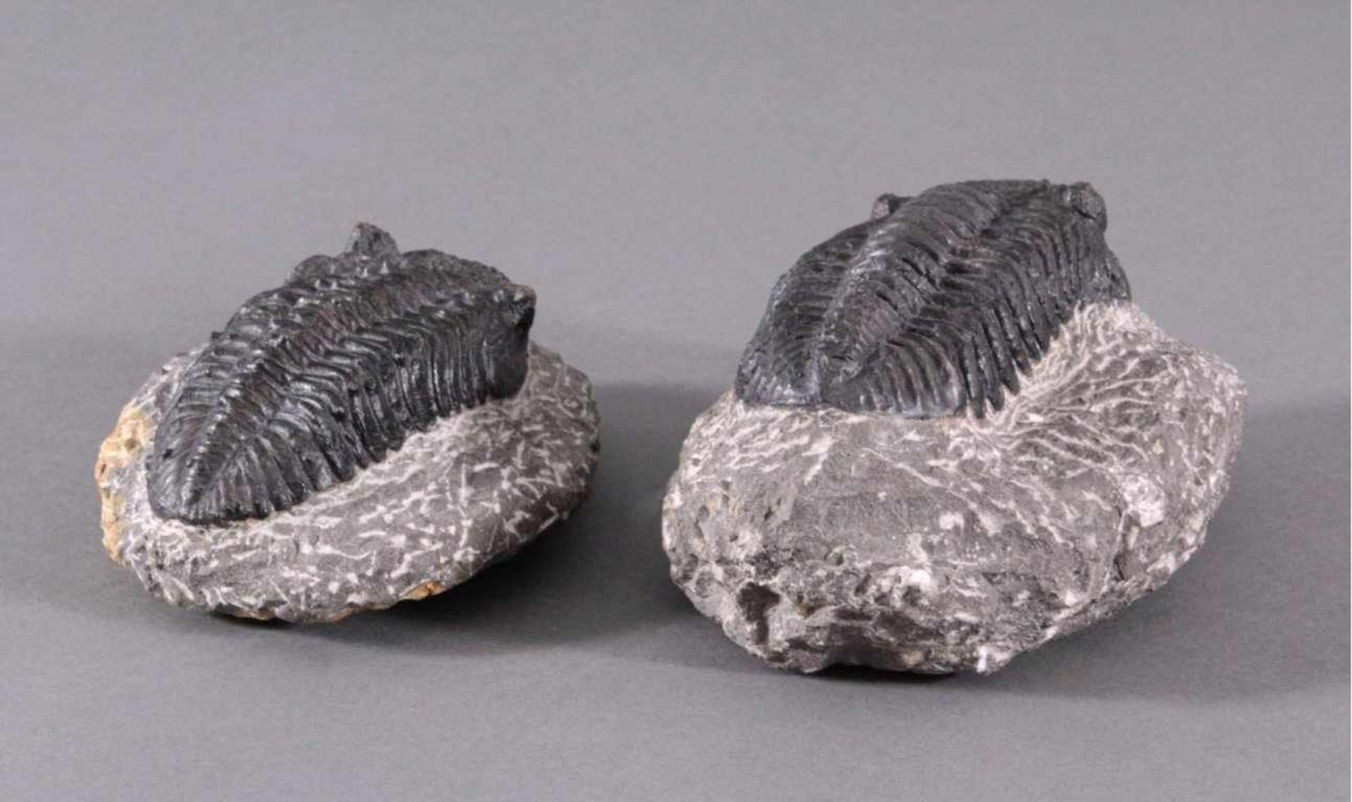 Trilobiten, GliederfüßlerCa. 360-410 Millionen Jahre, ca. Größe ohne den Stein 3,5 x13 x 8 cm und - Bild 2 aus 4