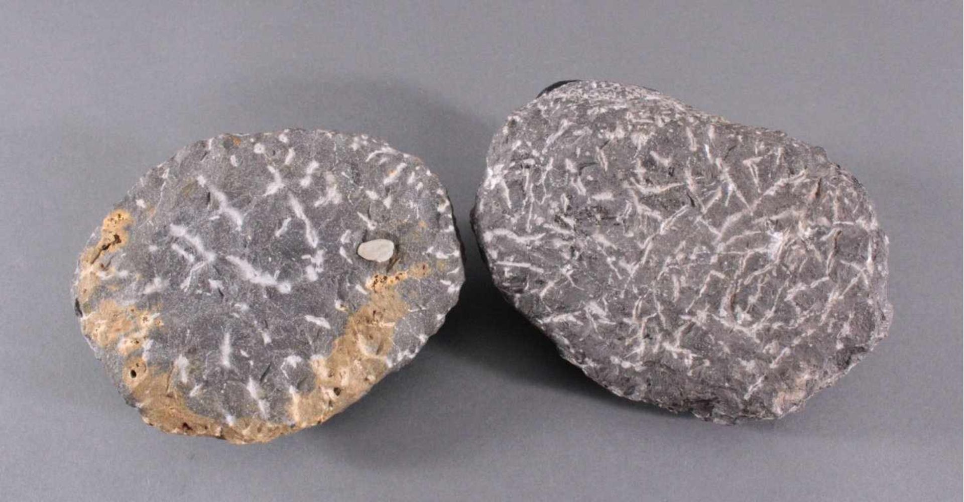Trilobiten, GliederfüßlerCa. 360-410 Millionen Jahre, ca. Größe ohne den Stein 3,5 x13 x 8 cm und - Image 4 of 4