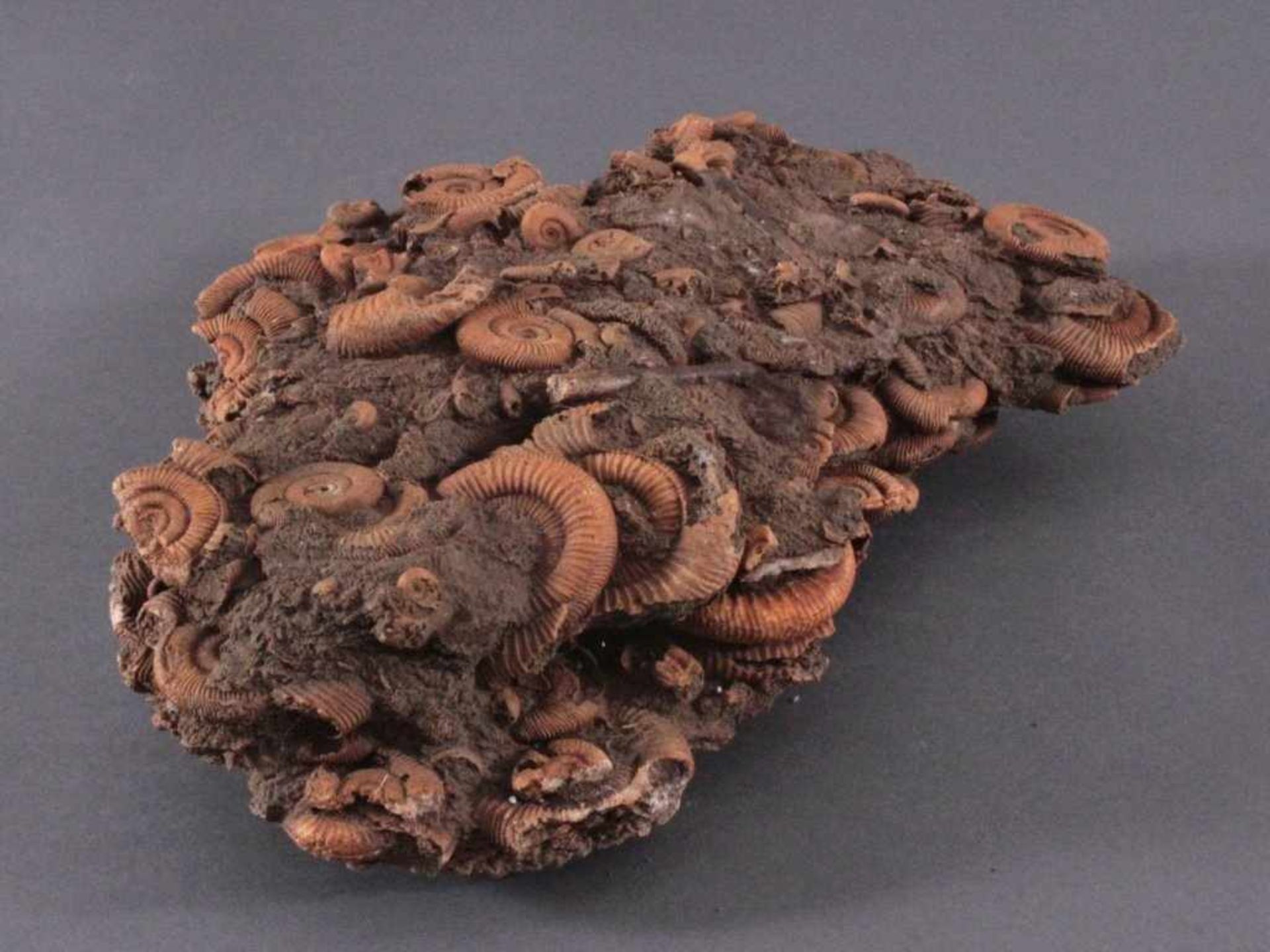Großes Fossil mit AmonitenActylioceras athleticum Ammonit Fossilien-Brocken,ca. 10 x 35 x 24 cm, 7, - Image 2 of 2