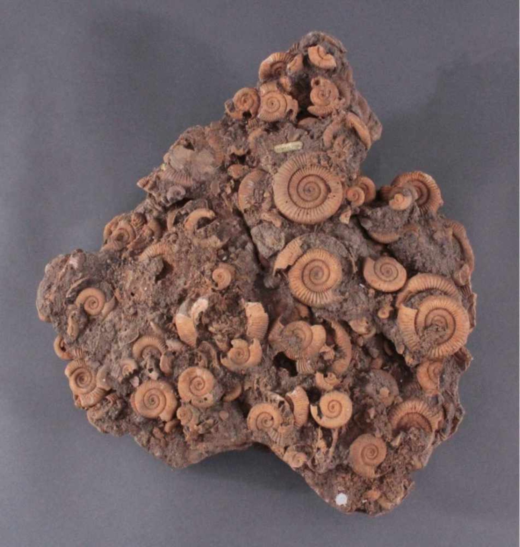 Großes Fossil mit AmmonitenActylioceras athleticum Ammonit Fossilien-Brocken, ca. 10 x48 x 42 cm,