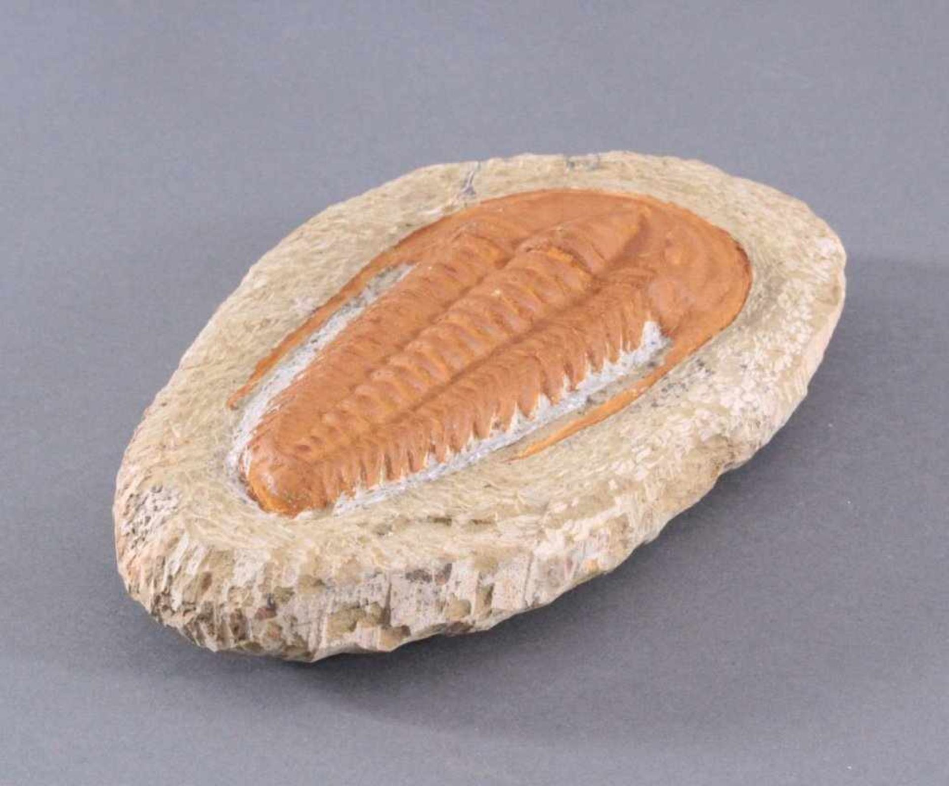 Trilobit in MuttergesteinCa. 400 Millionen Jahre, ca.4 x 22 x 13 cm, 1,4 kg - Bild 3 aus 5