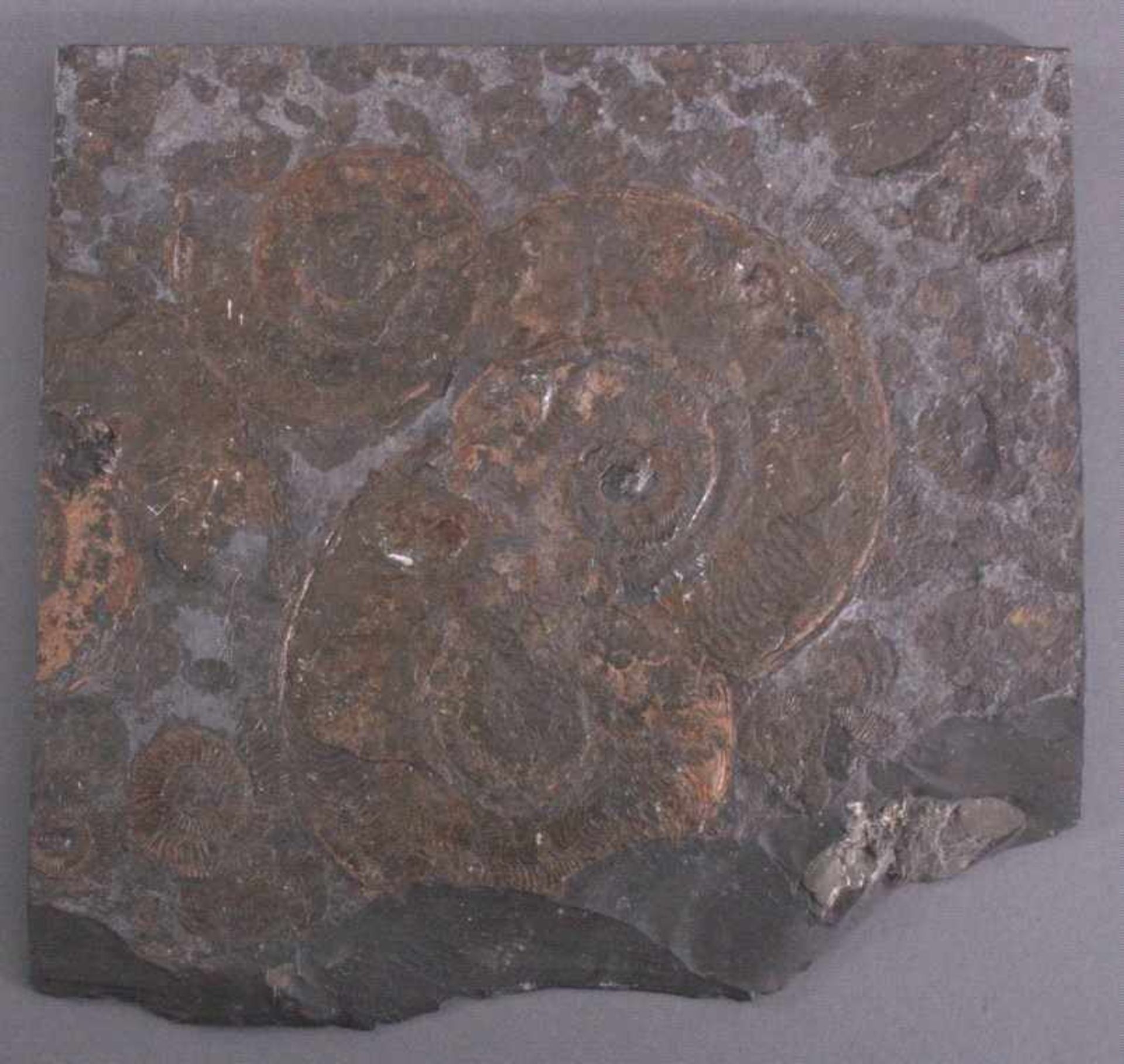 Fossil / Ammoniten, PosidonienschieferJura Lias Epsilon Holzmaden, ca. 180 Mio Jahre.Platte ca. 5,