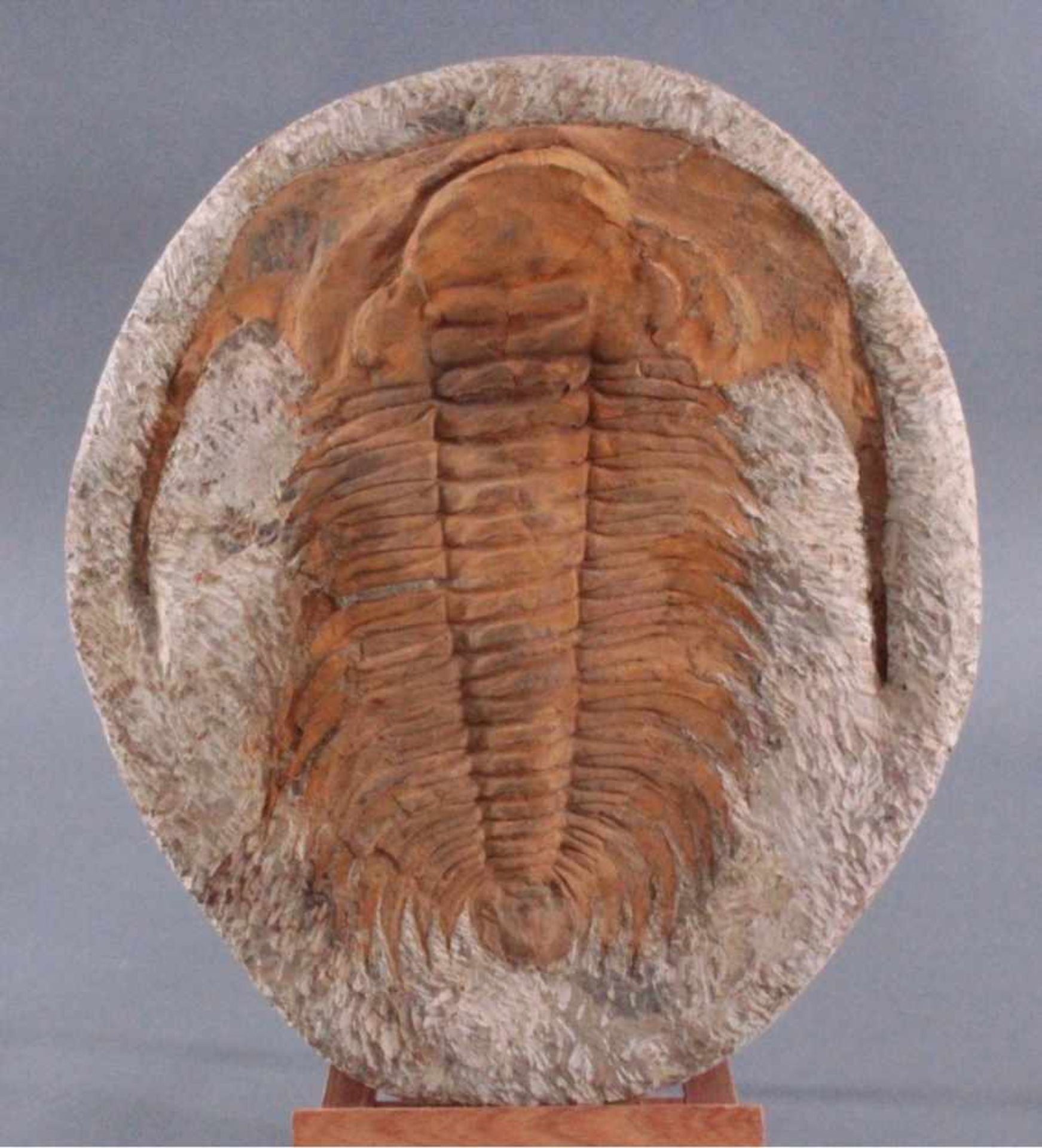 Großer Trilobit in Muttergestein, selten in dieser GrößeCa. 400 Millionen Jahre, ca.5 x 42 x 36,5