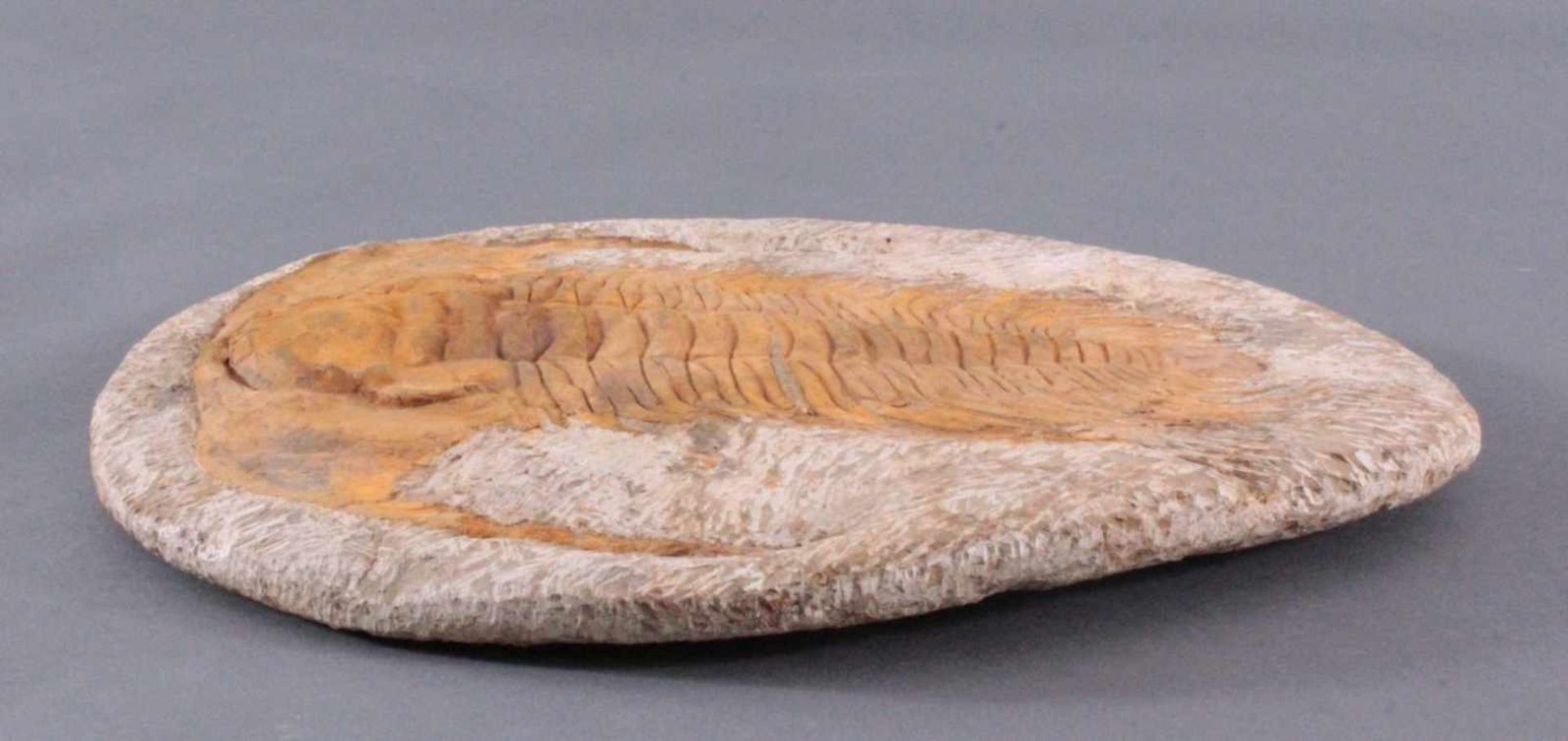 Großer Trilobit in Muttergestein, selten in dieser GrößeCa. 400 Millionen Jahre, ca.5 x 42 x 36,5 - Bild 3 aus 3