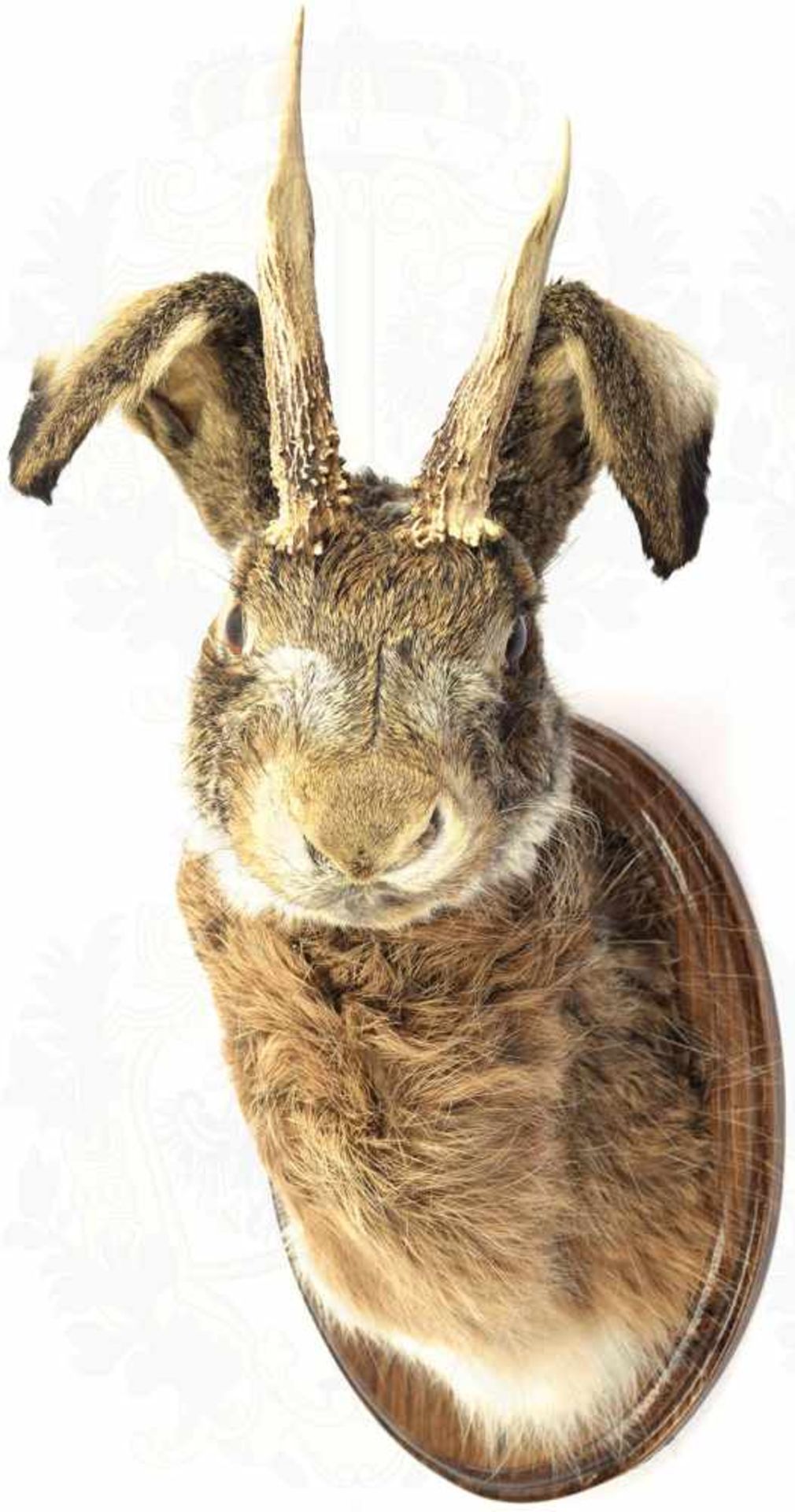 WOLPERTINGER, bayrisches Fabelwesen, ausgestopfter Hasenkopf m. aufgesetztem Rehgeweih, 34x19 cm, - Bild 2 aus 2