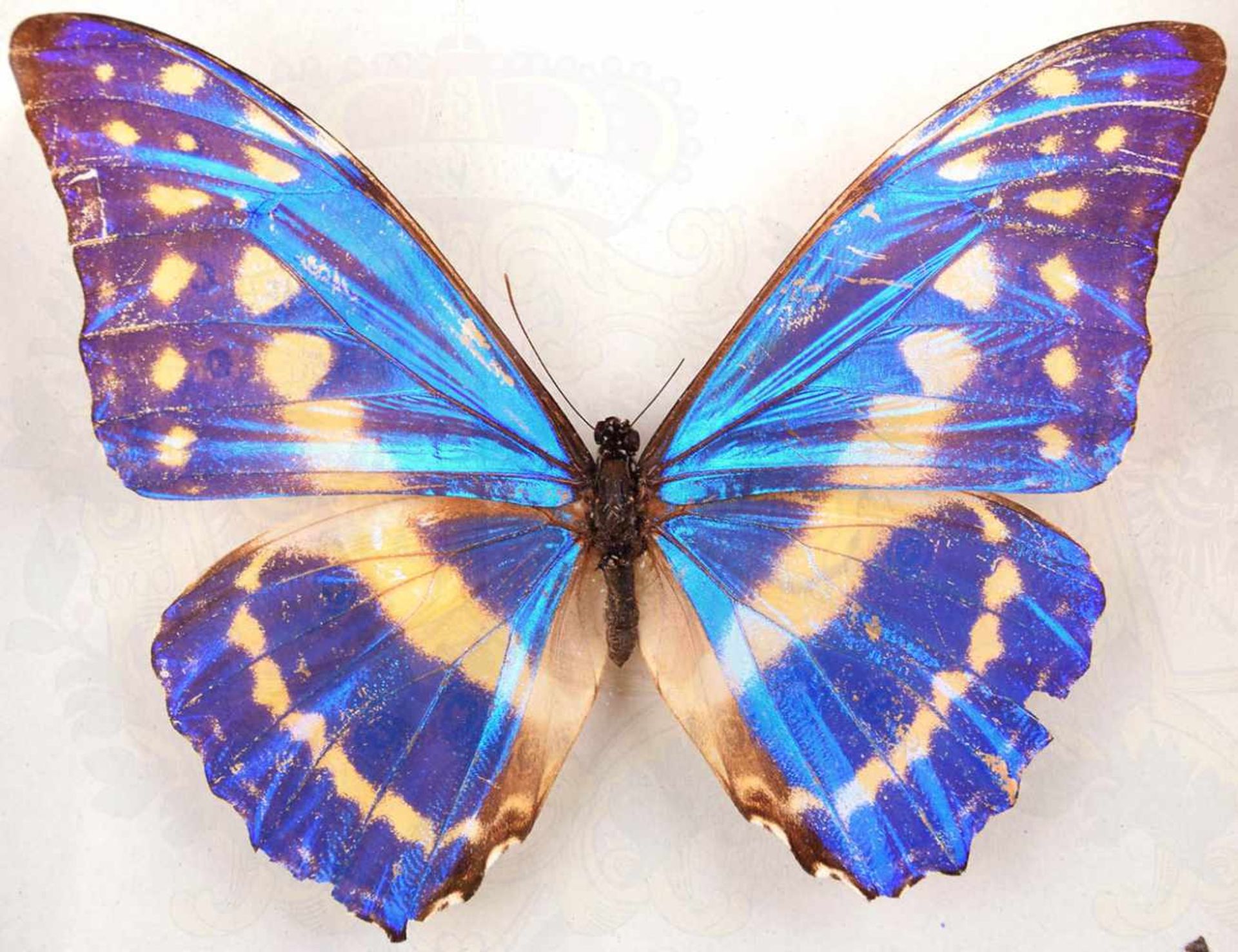 SCHMETTERLING - MORPHO CYPRIS, Edelfalter m. blauschimmernden Flügel, Mittel- u. Südamerika, - Bild 2 aus 3