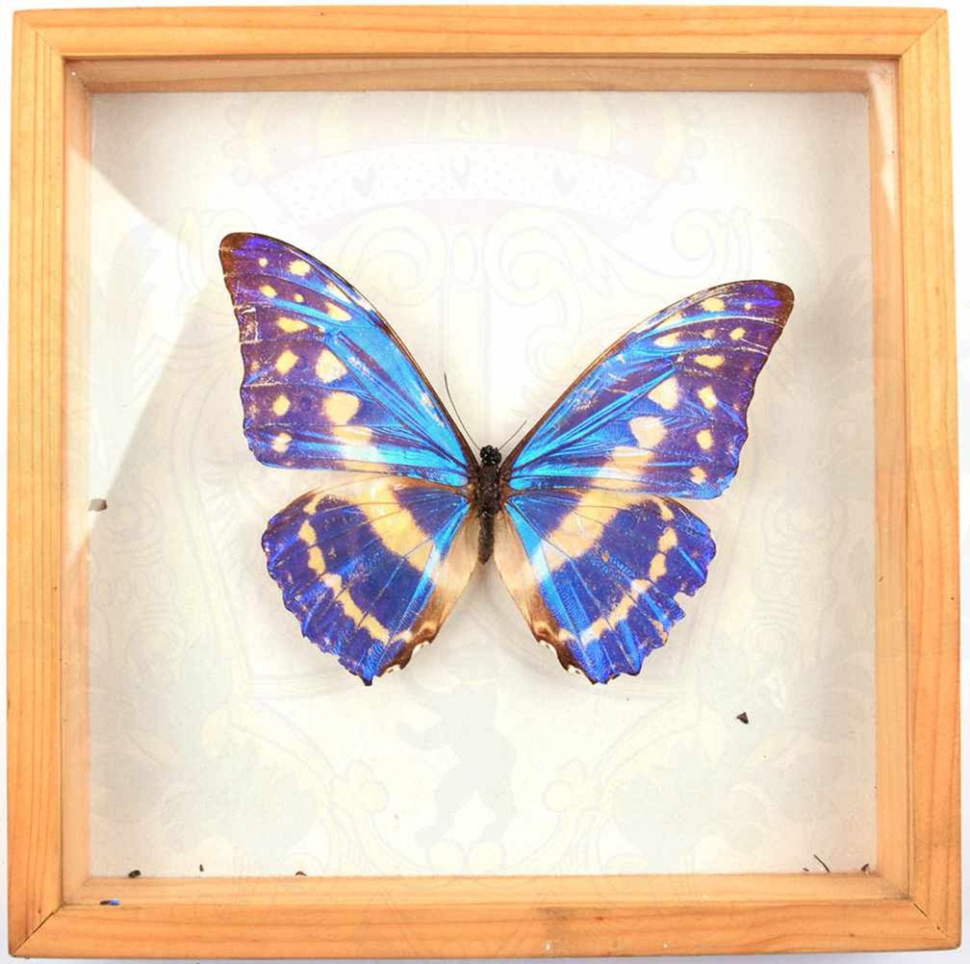 SCHMETTERLING - MORPHO CYPRIS, Edelfalter m. blauschimmernden Flügel, Mittel- u. Südamerika,