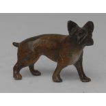 An early 20th century French cold-painted cabinet bronze, of a French bulldog,