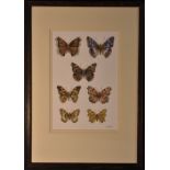 Peter Samson (Contemporary English school) The English Aristocratic Butterflies, Plate I signed,