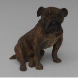 An early 20th century Austrian cold-painted cabinet bronze, of a bulldog,